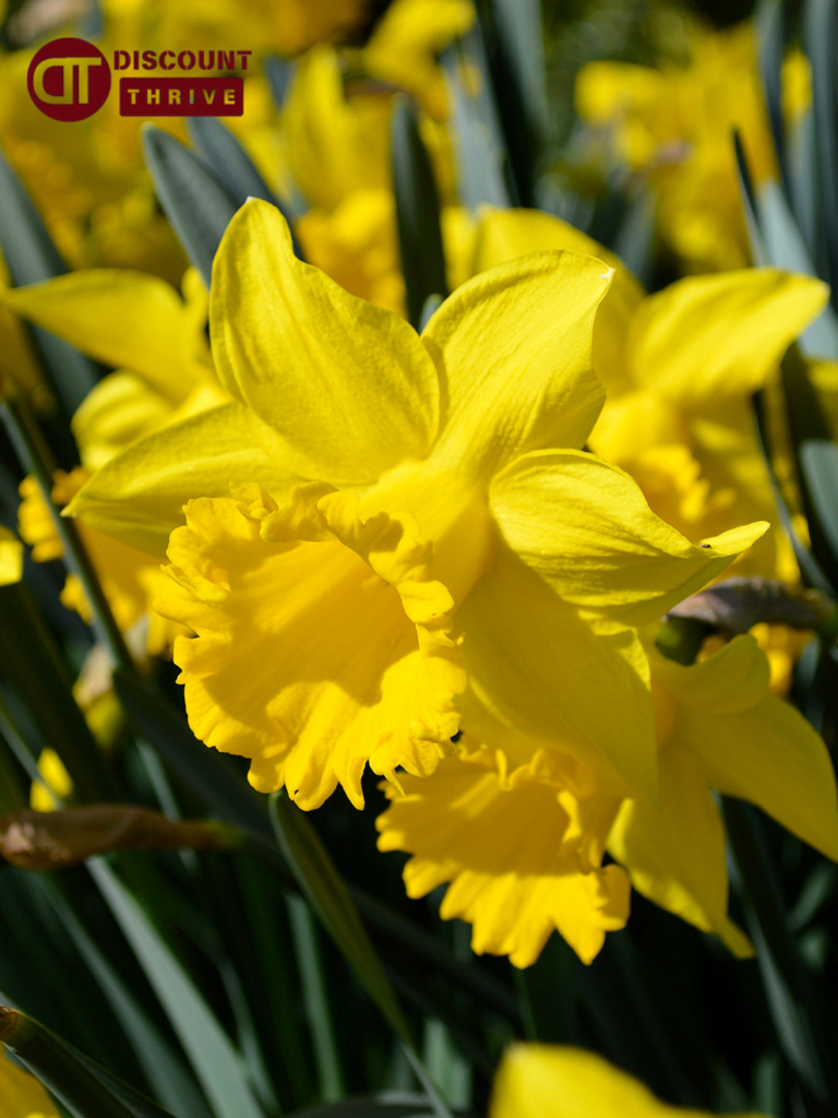 beautiful-daffodils-for-spring-gardens