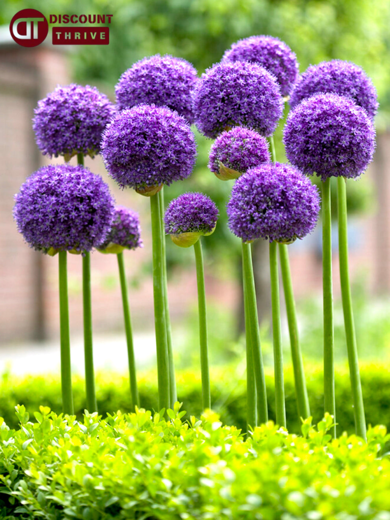 elegant-alliums-and-fragrant-hyacinths