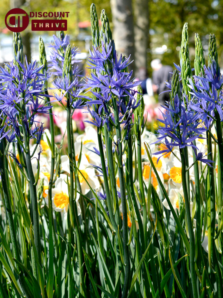 lilies-and-container-friendly-flower-bulbs