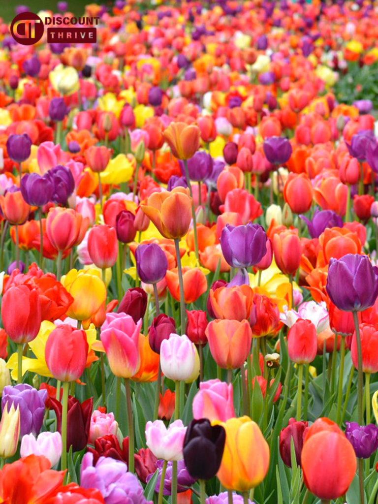 premium-tulip-collections